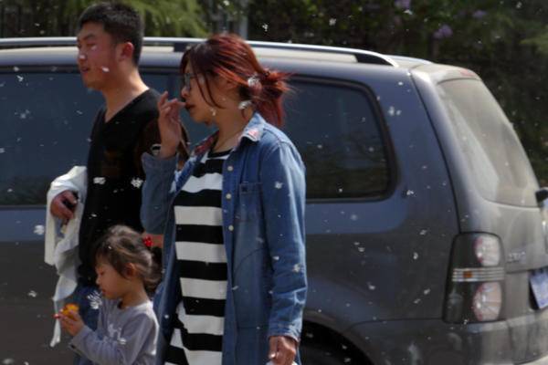 4月的济南下雪了么?不是!那是漫天飘舞的杨柳