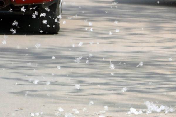 4月的济南下雪了么?不是!那是漫天飘舞的杨柳