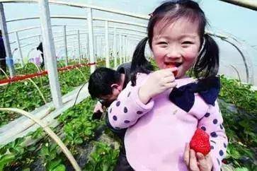 济南街头卖白屁股草莓,一肚子激素千万别买!