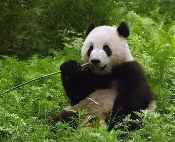 事实证明有些人没了黑眼圈也不一定好看
