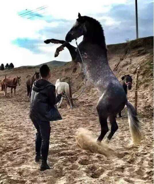 养马岛赛马场来了67匹骏马 含7匹不同国籍汗血