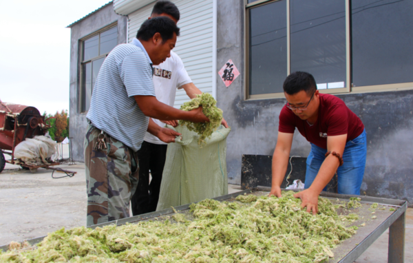 小伙发现商机 对浒苔进行深加工变成有机肥原