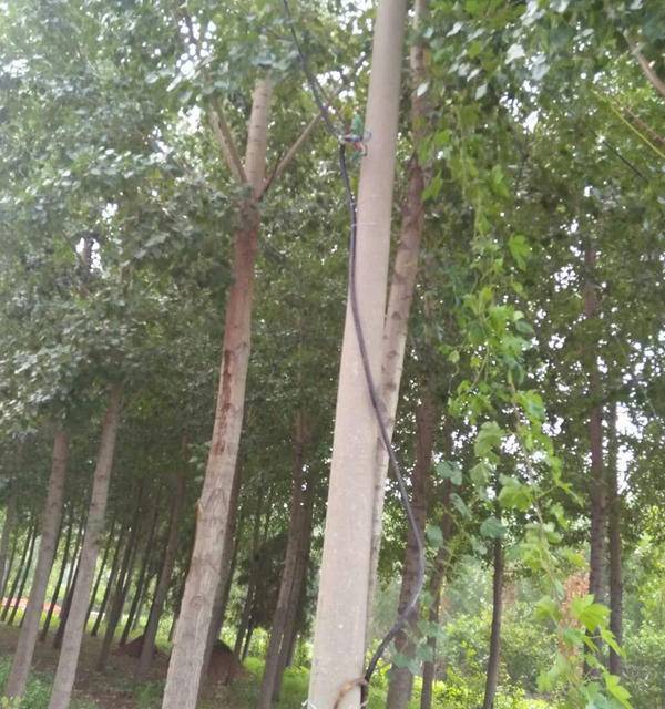 临沂一鸡棚线路着火断电 养殖户损失惨重