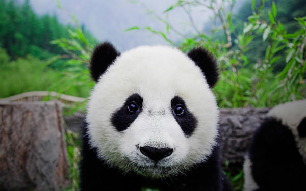 美国夏威夷时间9月4日,世界自然保护联盟(IUCN)在美国夏威夷宣布,将大熊猫的受威胁程度从濒危变为易危。 北京时间9月5日下午,国家林业局向澎湃新闻(www.thepaper.cn)发来回应声明:作为大熊猫保护管理部门,我们着眼于实际工作情况和保护形势,认为大熊猫仍是濒危物种,将大熊猫保护等级降低还为时过早。 国家林业局称,作为中国的国宝级野生动物,长期以来,中国政府高度重视大熊猫保护管理。根据2015年年初公布的中国第四次大熊猫调查结果,大熊猫野外种群数量从2003年的15