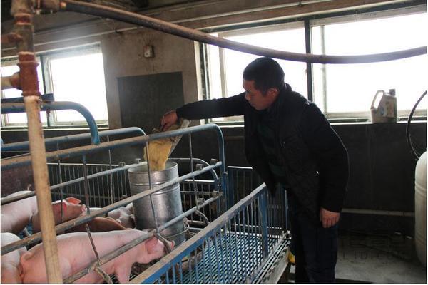 胶州能繁母猪补贴工作启动，今年每头补40元