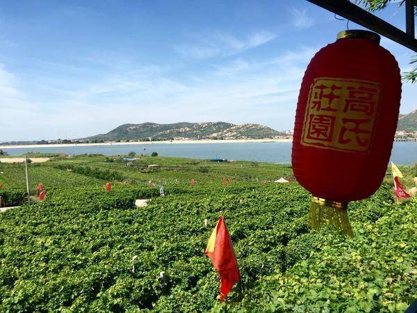 30年葡萄节催生葡萄硅谷 平度葡萄年产值5亿