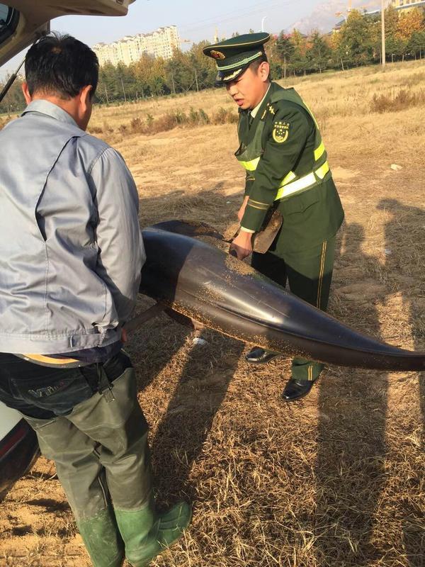 近2米長海豚擱淺黃島海灘，因傷勢過重死亡