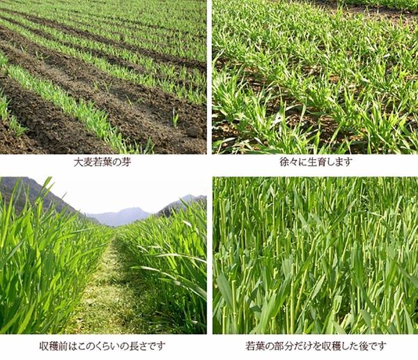 火爆朋友圈的大麦若叶青汁真的能减肥吗?
