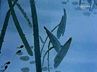 《小蝌蚪找妈妈》更是在国内外包揽了多个奖项:第17届戛纳电影节荣誉