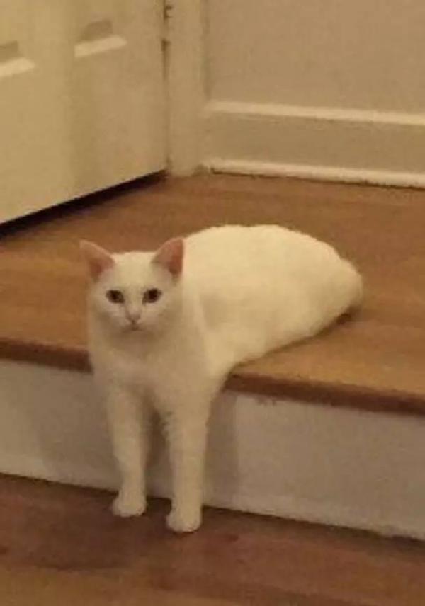 老师:这个看起来像一坨什么东西,你怎么解释?