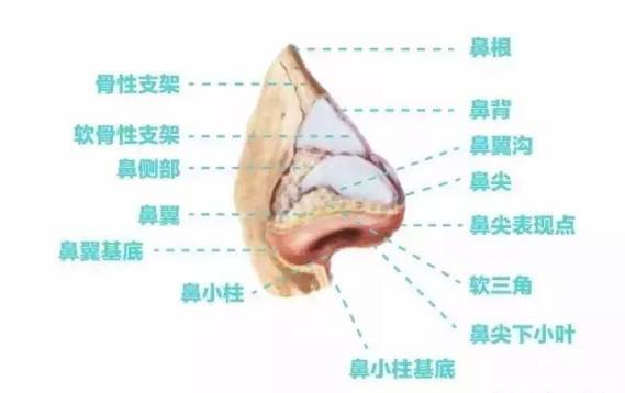 鼻子的结构图