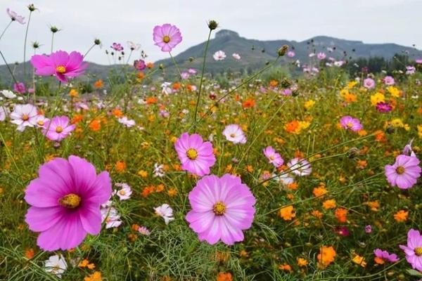 崮乡花海 人间仙境