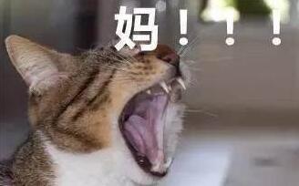 大概猫张大嘴的照片,很形象的反映了喊妈时 死乞白咧,赖了吧唧的样子