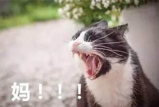 大概猫张大嘴的照片,很形象的反映了喊妈时 死乞白咧,赖了吧唧的样子