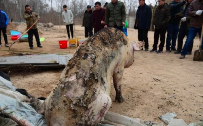 聊城一猪舍因放炮失火,近百头猪变烤猪