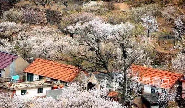 春风花草香,崂山北宅6地繁花明媚,推赏花线路