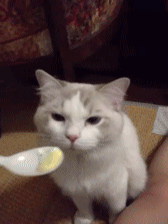 168_224gif 动态图 动图