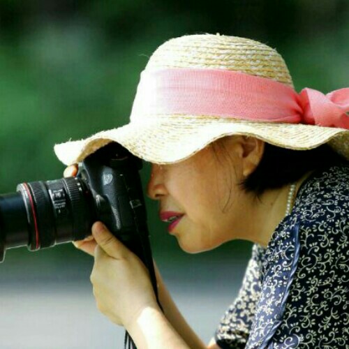 青藤萝