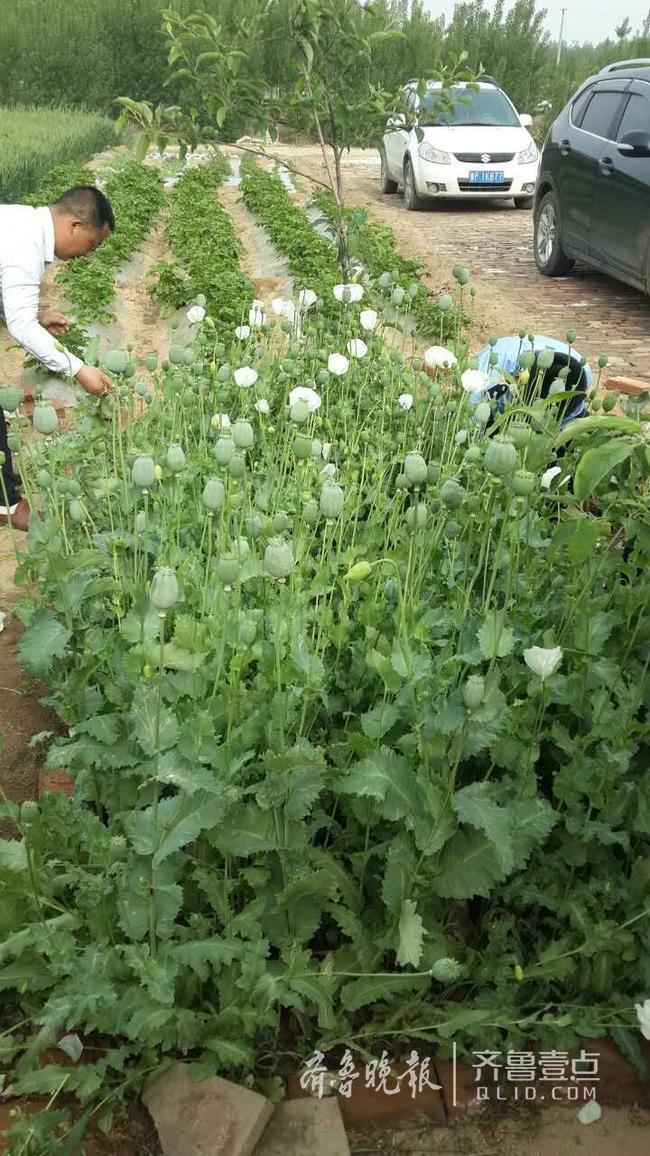 通过航拍在临清市大辛庄办事处,戴湾镇分别发现一处非法种植罂粟地点