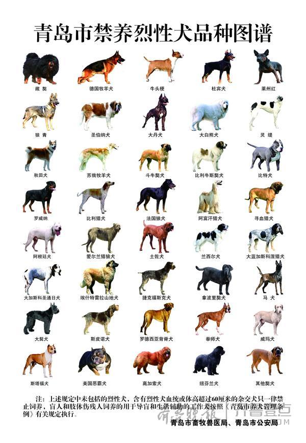 烈性犬名单 图图片
