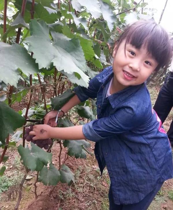 临沂周边最全摘葡萄攻略!东西南北哪个离你最近?