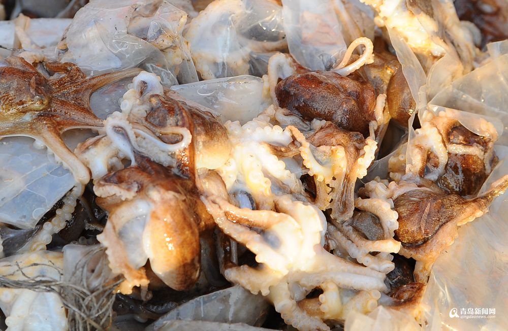 青岛渔船八带鮹丰收,上岸价15元尝鲜喽!_齐鲁壹点网