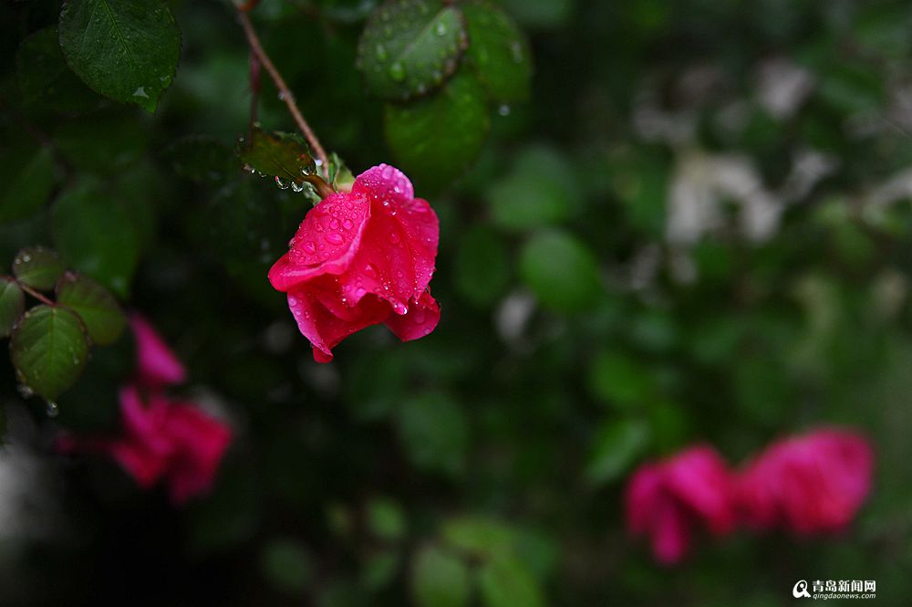 连绵降水打湿了青岛,花季春雨贵如油!