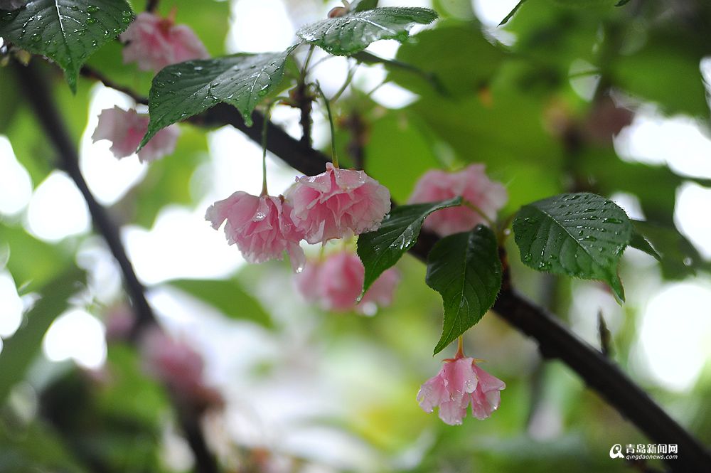 连绵降水打湿了青岛,花季春雨贵如油!