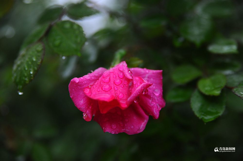 连绵降水打湿了青岛,花季春雨贵如油!