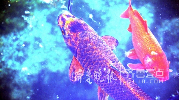 章丘百脉泉公园现"虎头"锦鲤 面相凶恶成鱼王(图)