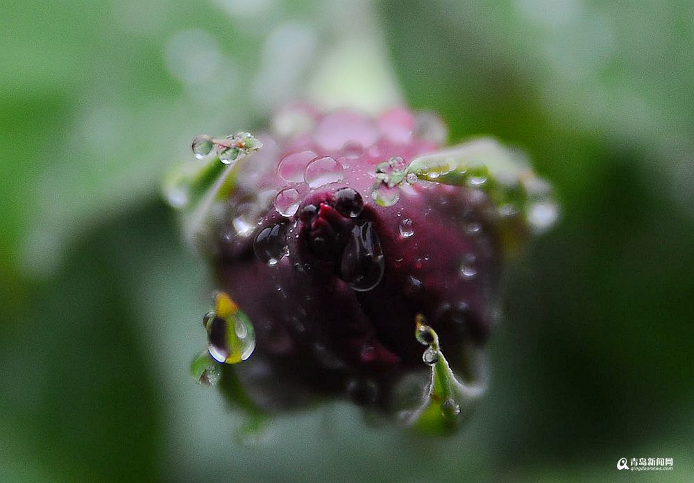 连绵降水打湿了青岛,花季春雨贵如油!