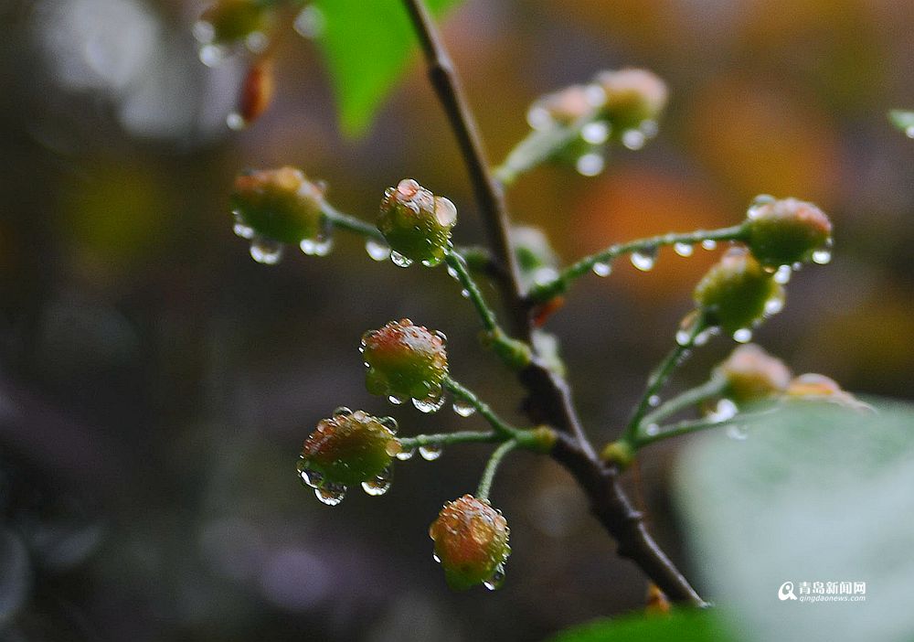 连绵降水打湿了青岛,花季春雨贵如油!