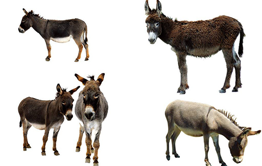 县域有一个主题乐园你肯定没听过黑毛驴主题乐园