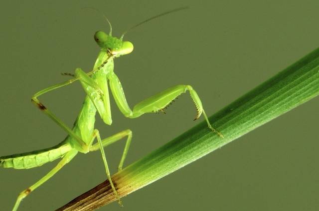 情报站视频实拍母螳螂吃公螳螂相爱相杀