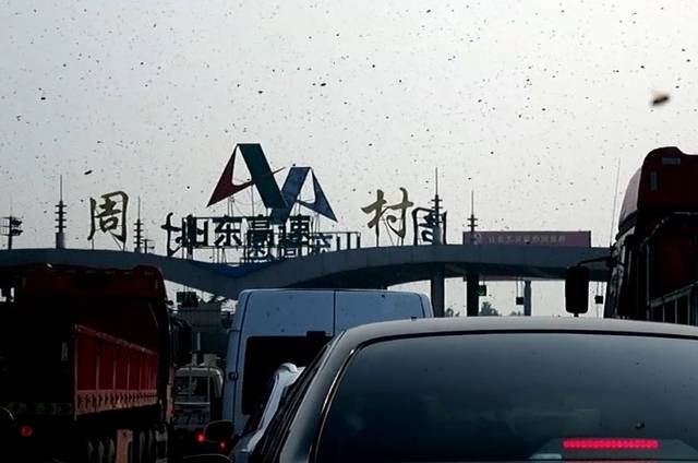 密恐慎入青银高速周村收费站被数万蜜蜂攻陷